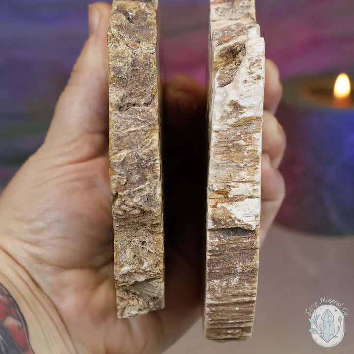 High Quality Polished Petrified Wood Slabs