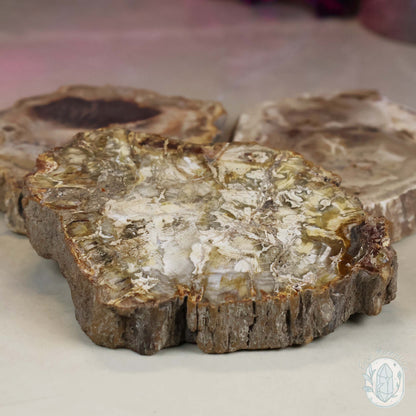High Quality Polished Petrified Wood Slabs