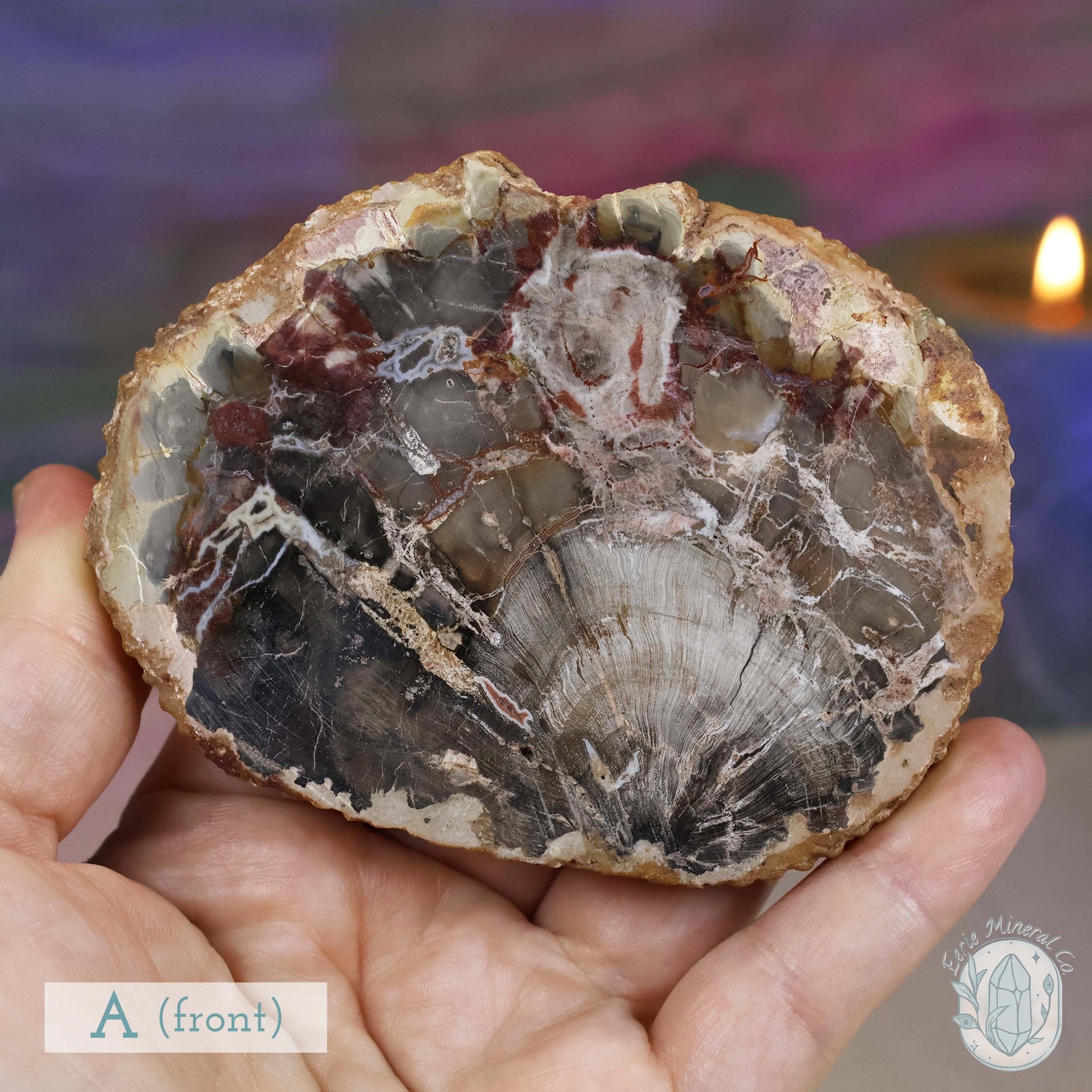 High Quality Polished Petrified Wood Slabs