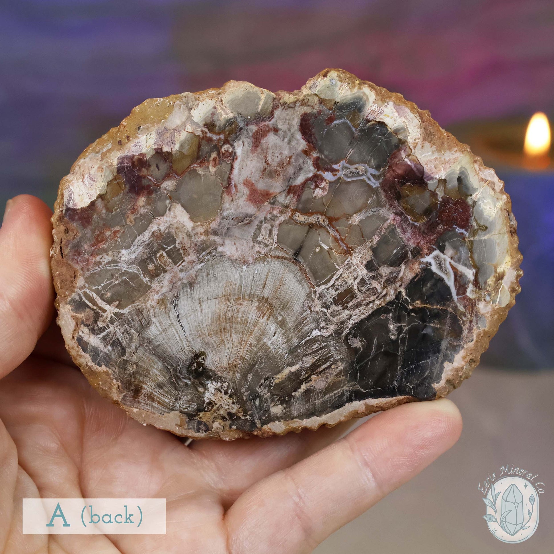 High Quality Polished Petrified Wood Slabs