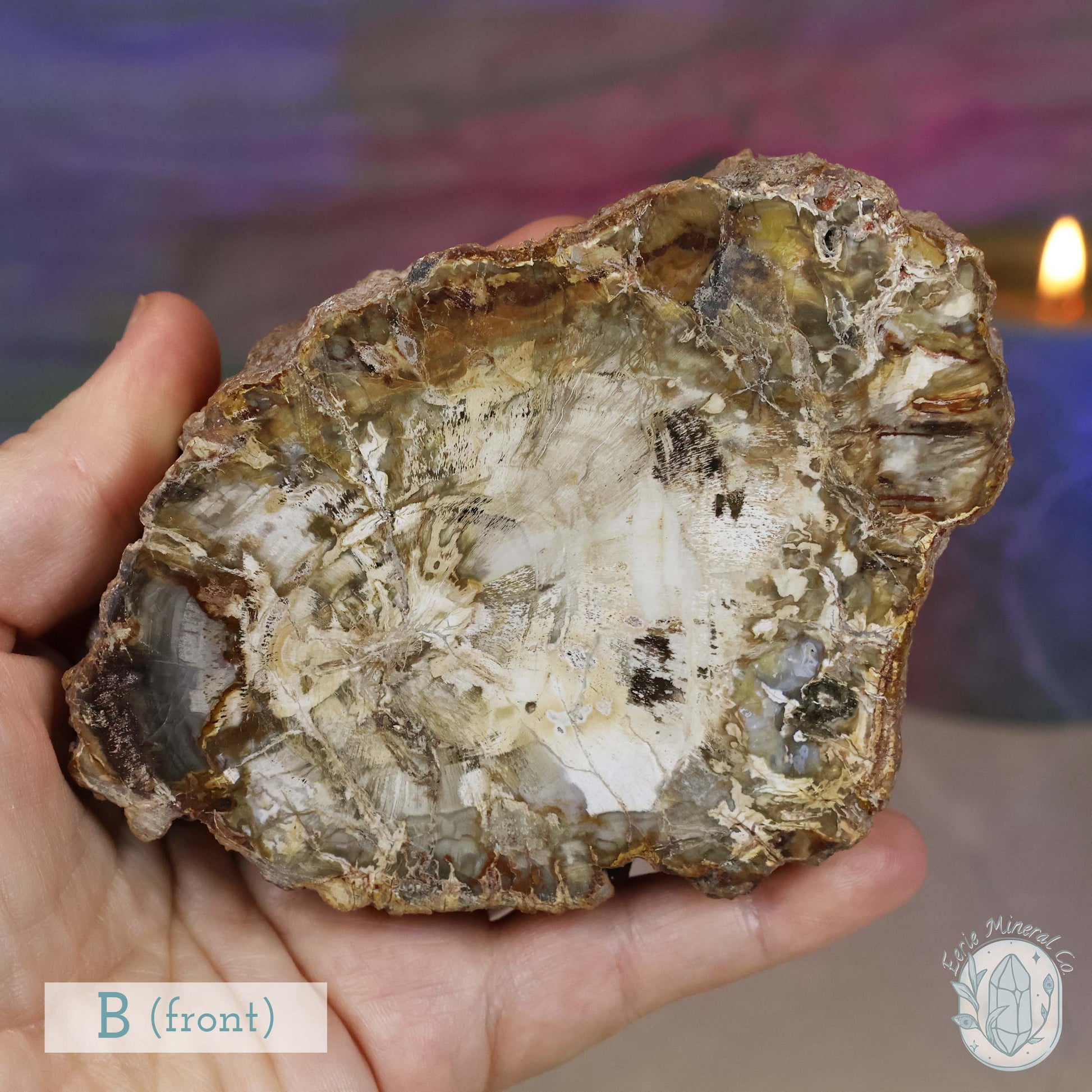 High Quality Polished Petrified Wood Slabs