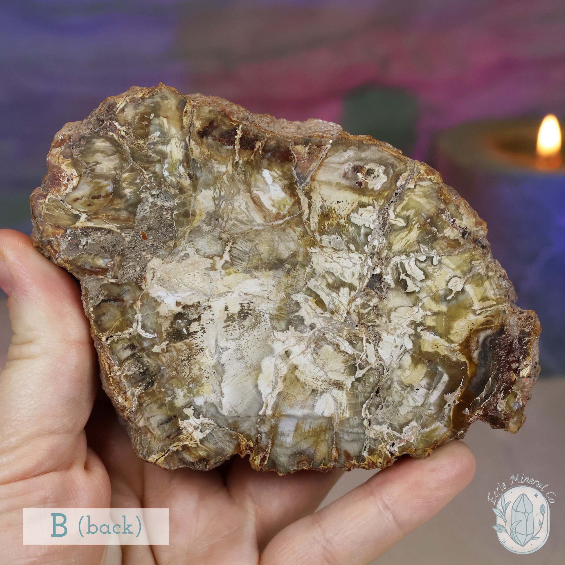 High Quality Polished Petrified Wood Slabs