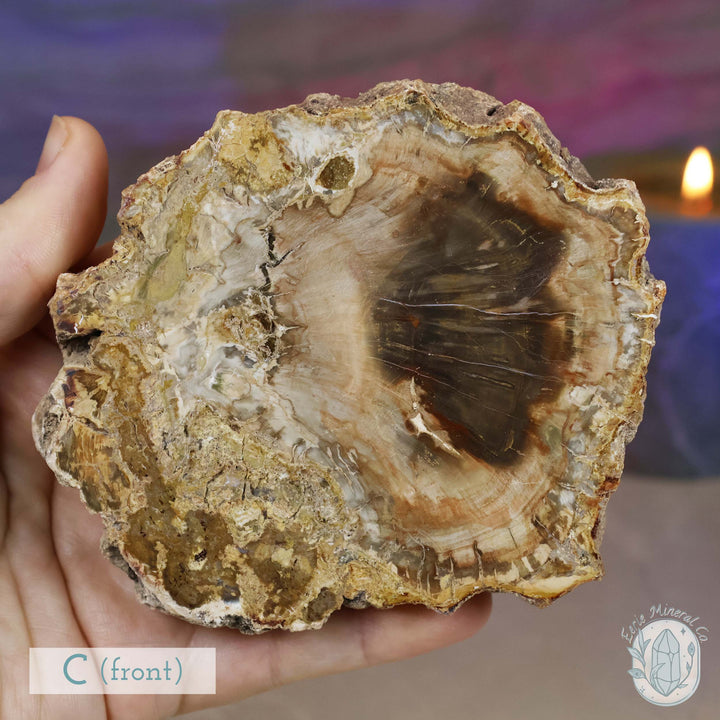 High Quality Polished Petrified Wood Slabs