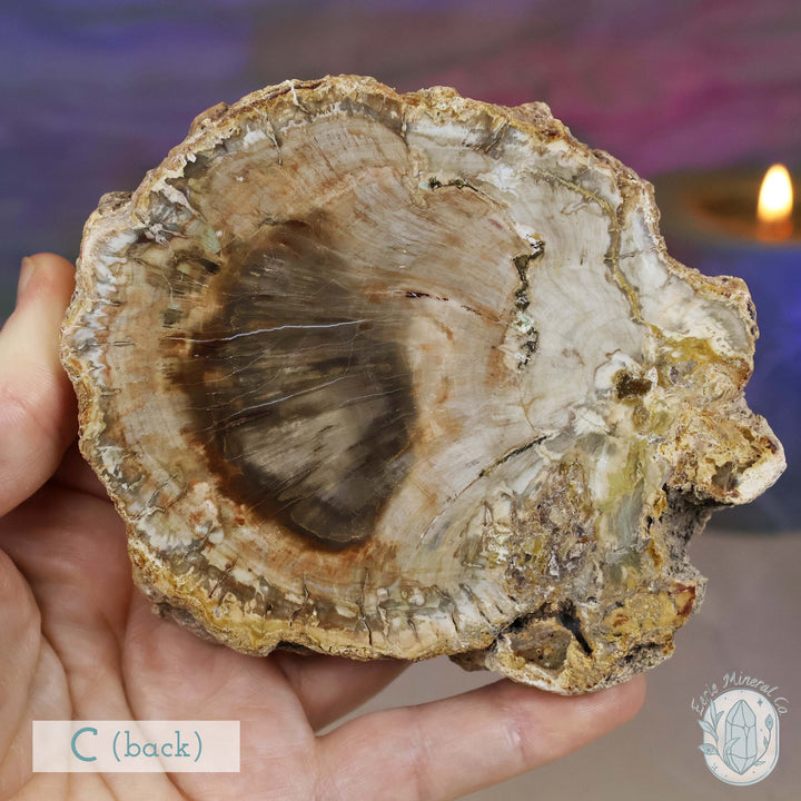 High Quality Polished Petrified Wood Slabs