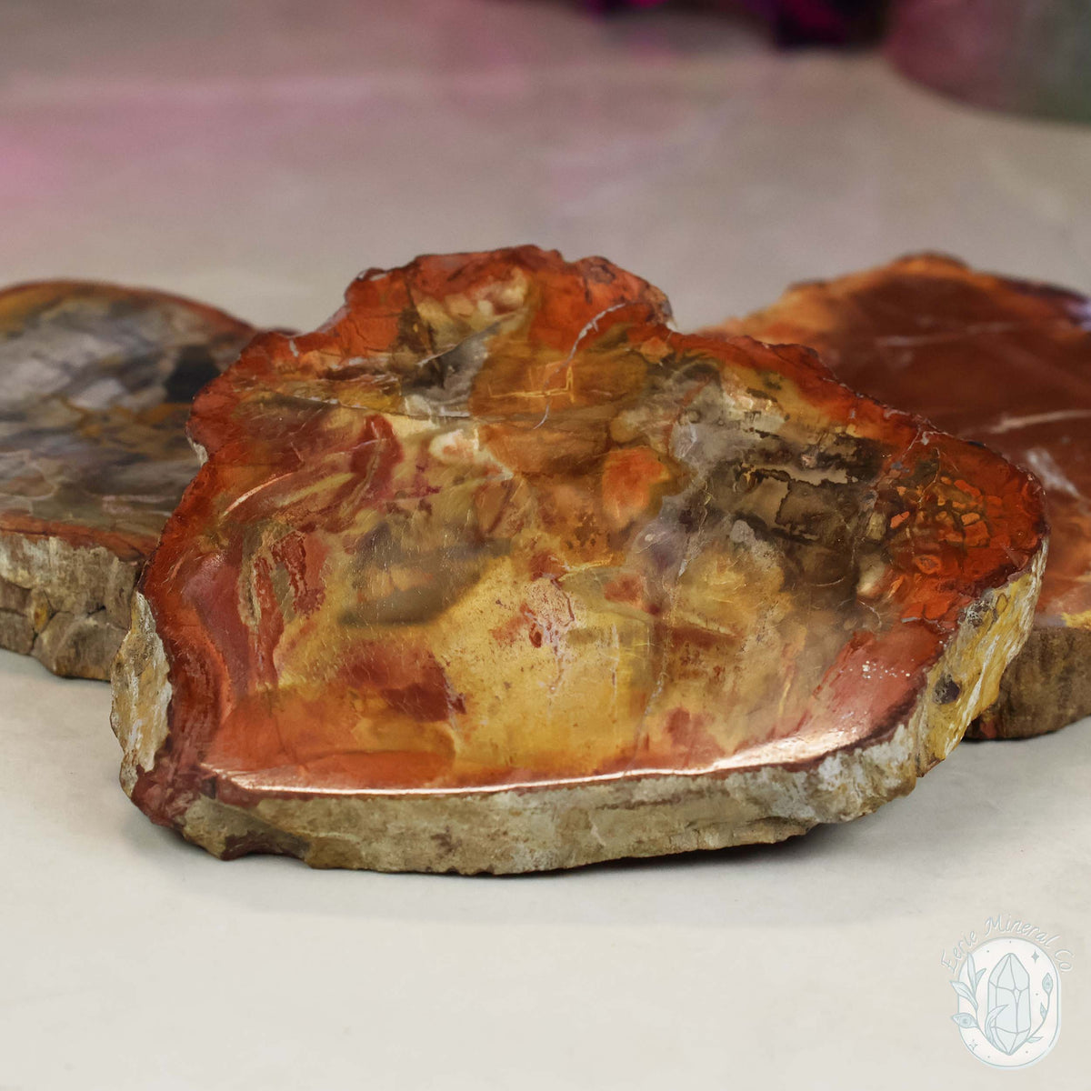 High Quality Polished Petrified Wood Slabs