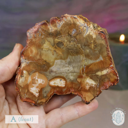 High Quality Polished Petrified Wood Slabs