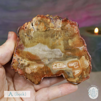 High Quality Polished Petrified Wood Slabs