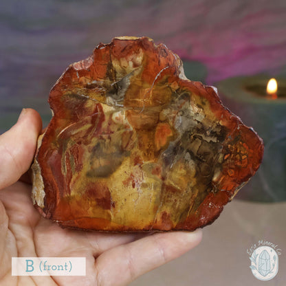 High Quality Polished Petrified Wood Slabs