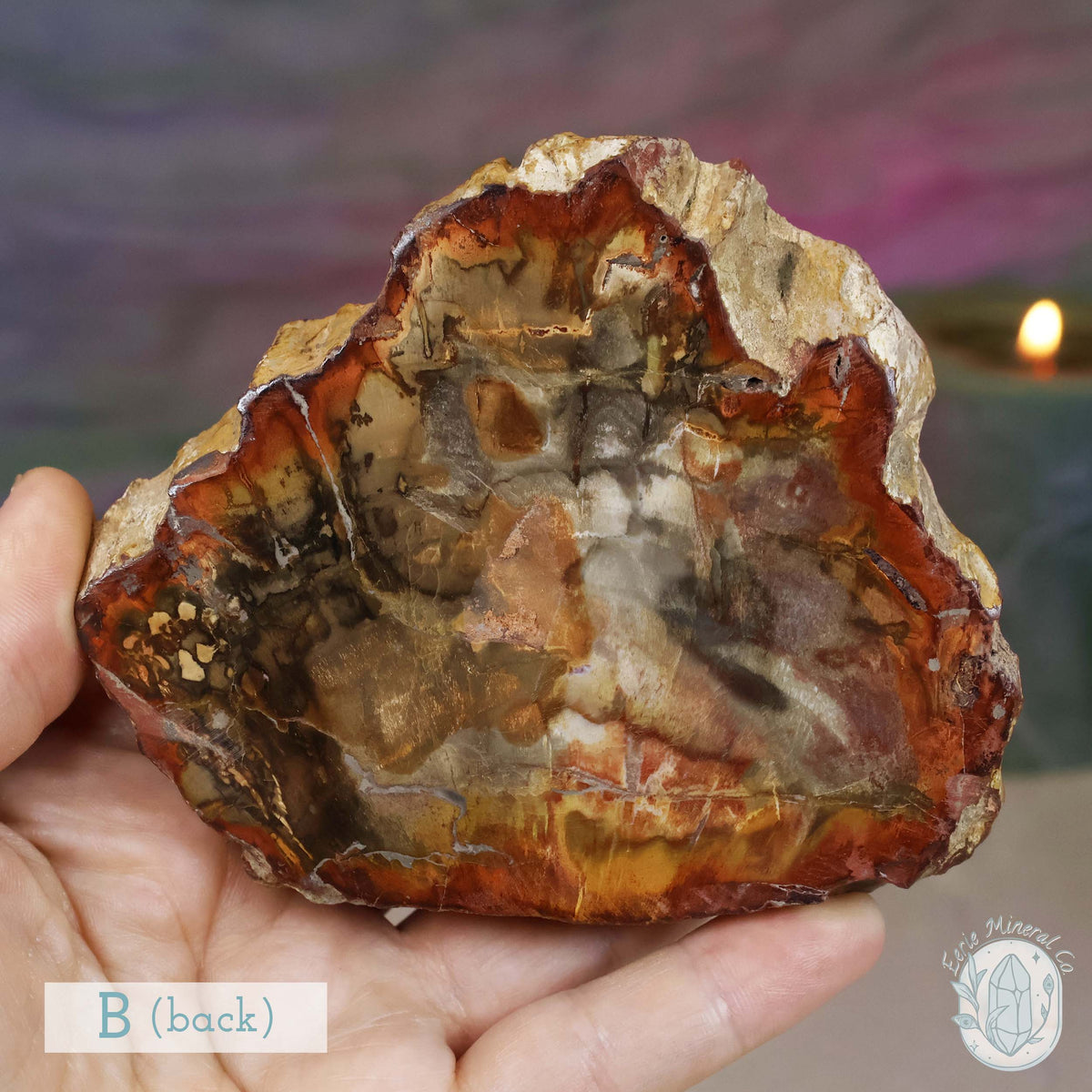 High Quality Polished Petrified Wood Slabs