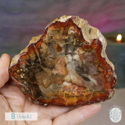High Quality Polished Petrified Wood Slabs