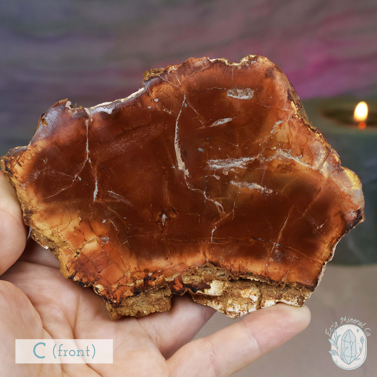 High Quality Polished Petrified Wood Slabs
