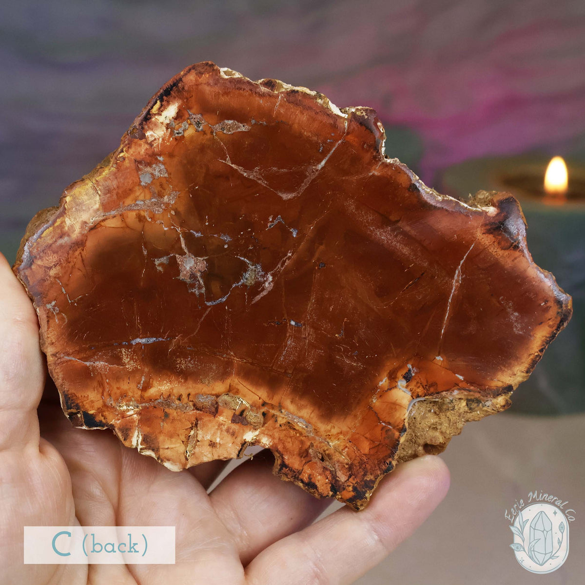 High Quality Polished Petrified Wood Slabs