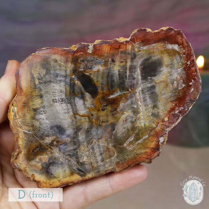 High Quality Polished Petrified Wood Slabs