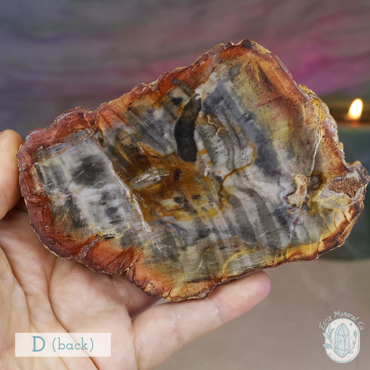 High Quality Polished Petrified Wood Slabs