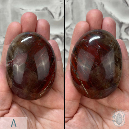 Polished Petrified Wood Palm Stones