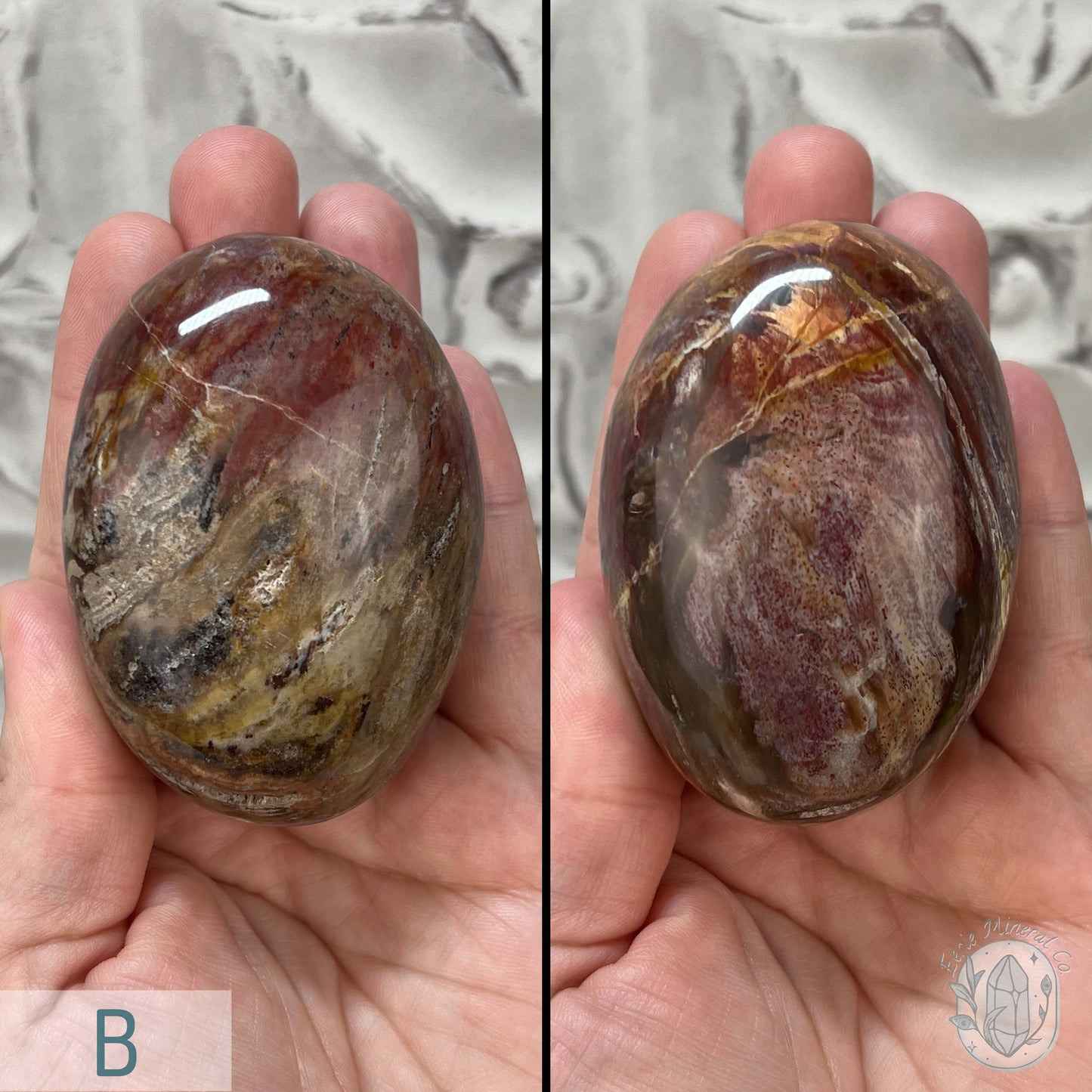 Polished Petrified Wood Palm Stones