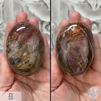 Polished Petrified Wood Palm Stones