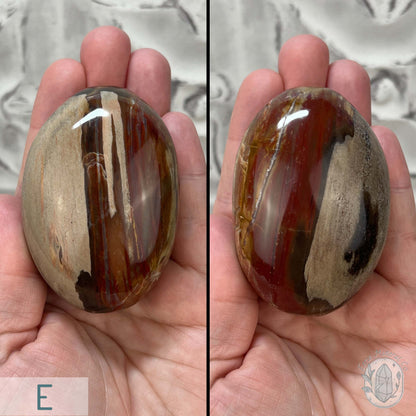 Polished Petrified Wood Palm Stones