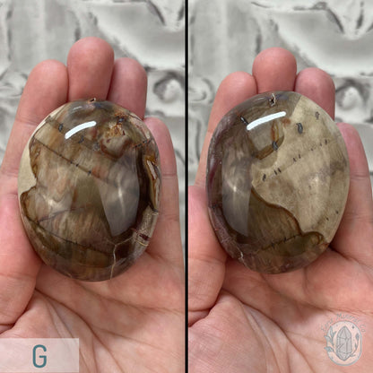Polished Petrified Wood Palm Stones