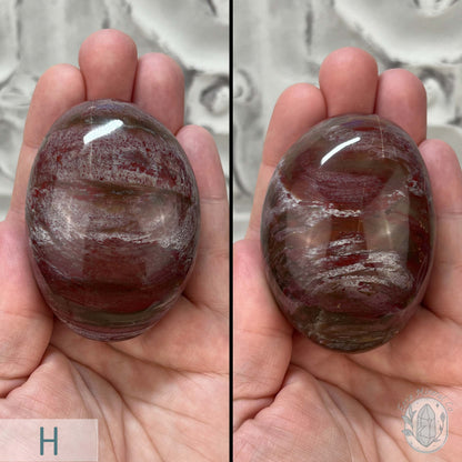 Polished Petrified Wood Palm Stones