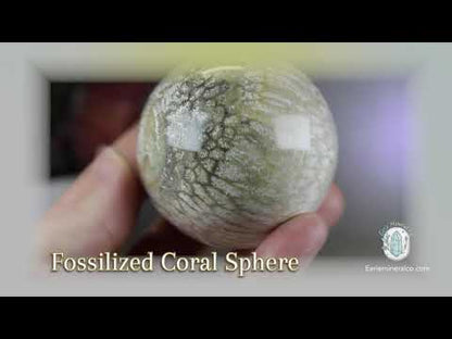 60mm Polished Fossilized Coral "Jade" Sphere