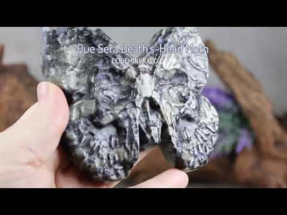 Que Sera Death's-Head Moth Carving