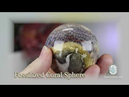 59mm Polished Fossilized Coral "Jade" Sphere