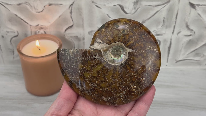 Cleoniceras Ammonite Fossil from Madagascar