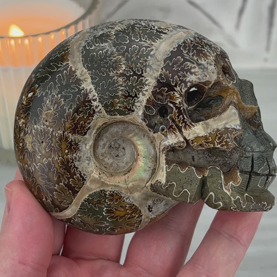 Polished Fossil Cleoniceras Ammonite Skull Carving Fossil