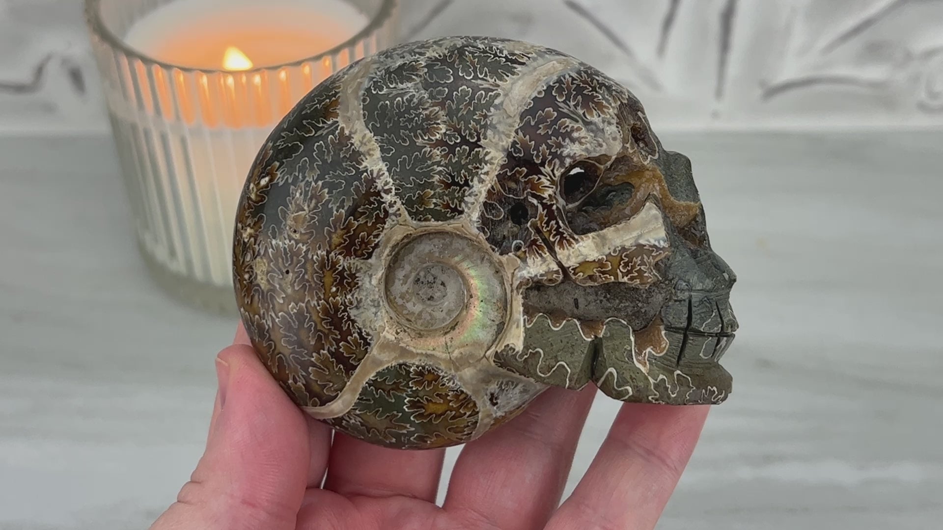 Polished Fossil Cleoniceras Ammonite Skull Carving Fossil