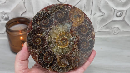 Real Ammonite Fossils with Pyrite Display Plate