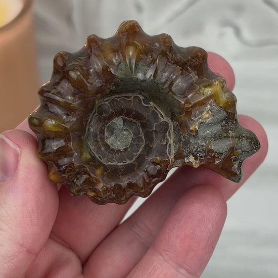 Douvilleiceras Ammonite Fossil with Pyrite from Madagascar
