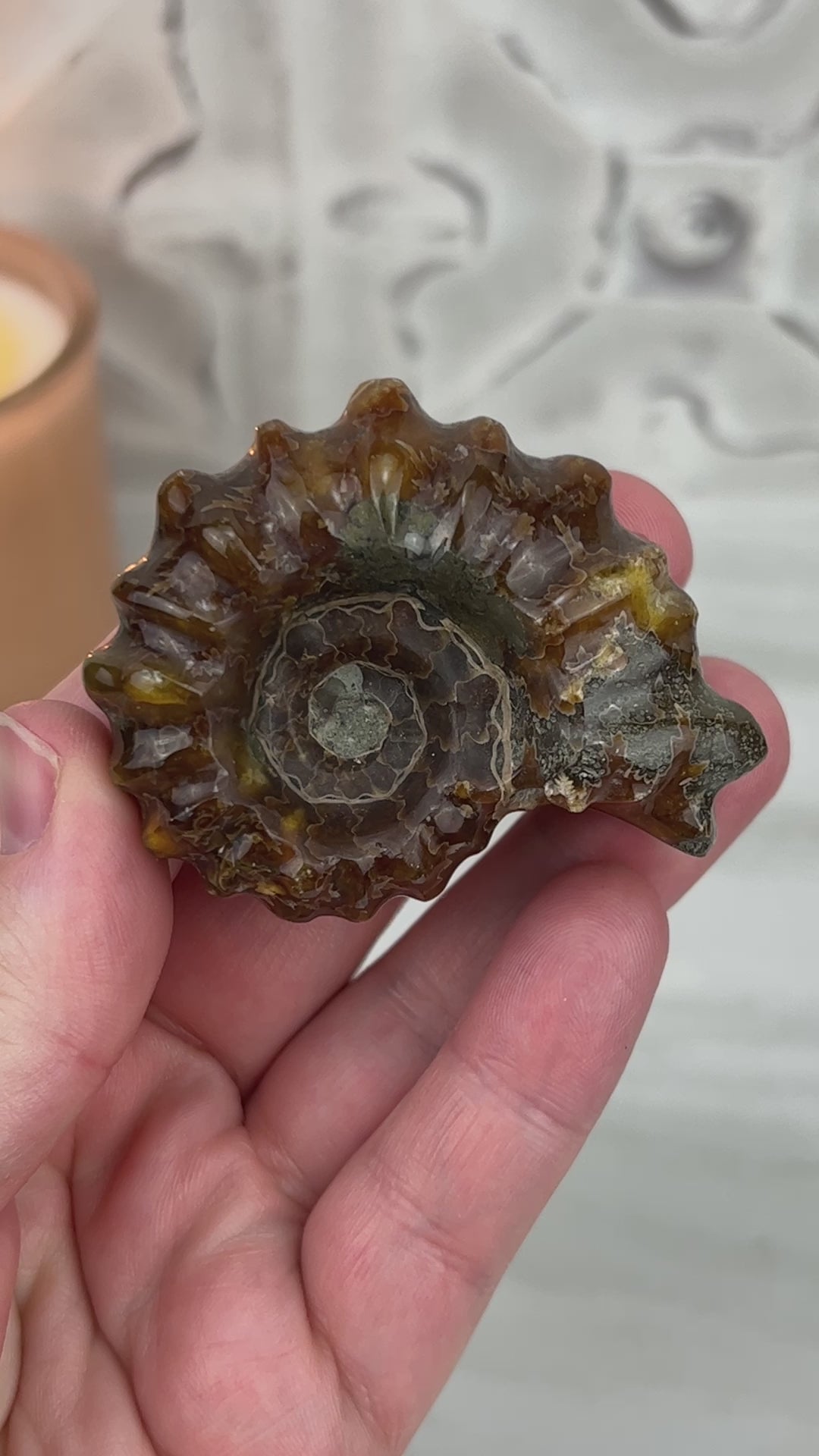 Douvilleiceras Ammonite Fossil with Pyrite from Madagascar
