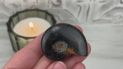Rare Black Ammonite from Madagascar with Suspension Case