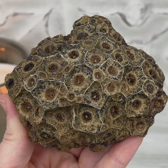 Coral Jade aka Fossilized Actinocyathus Coral Specimen