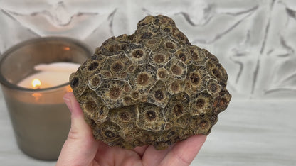 Coral Jade aka Fossilized Actinocyathus Coral Specimen