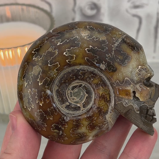 Polished Fossil Cleoniceras Ammonite Skull Carving Fossil Polished Fossil Cleoniceras Ammonite Skull Carving Fossil Video
