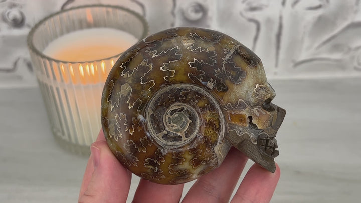 Polished Fossil Cleoniceras Ammonite Skull Carving Fossil Polished Fossil Cleoniceras Ammonite Skull Carving Fossil Video