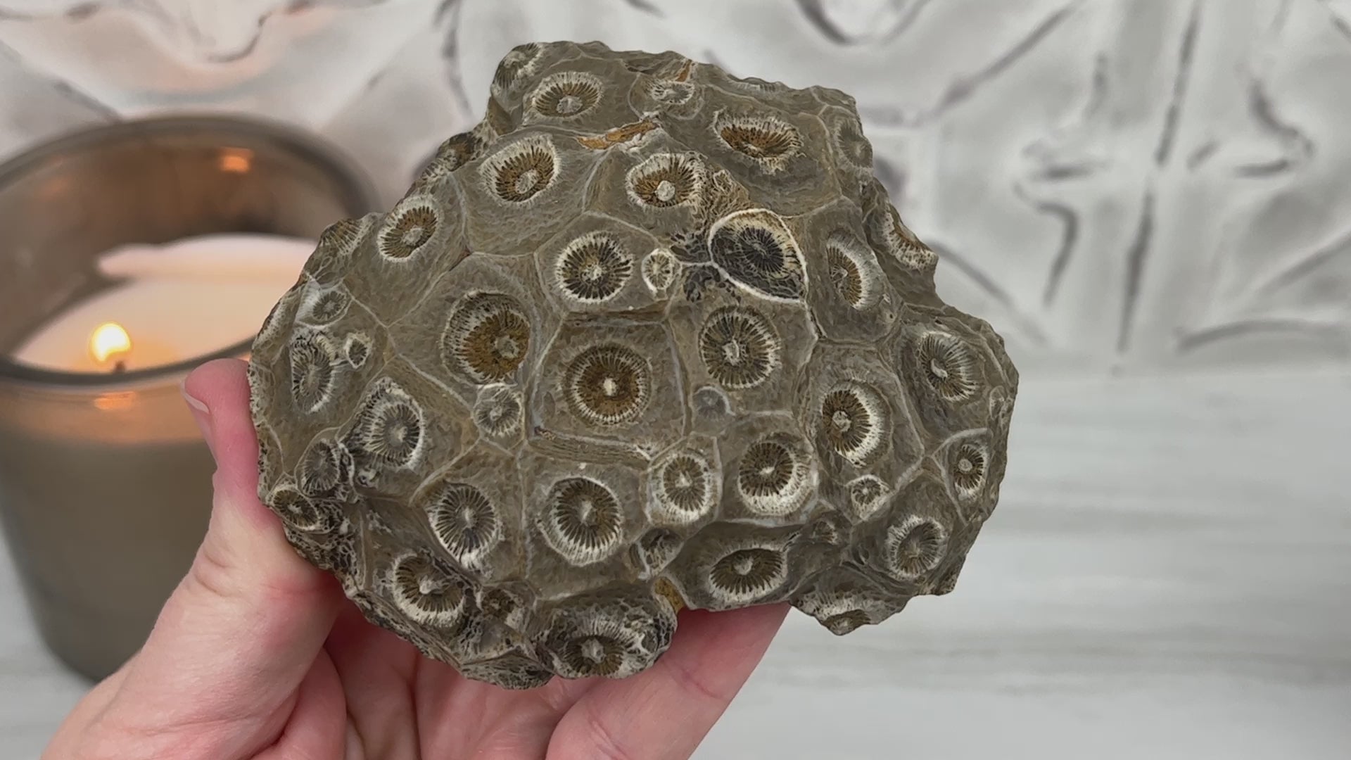 Coral Jade aka Fossilized Actinocyathus Coral Specimen
