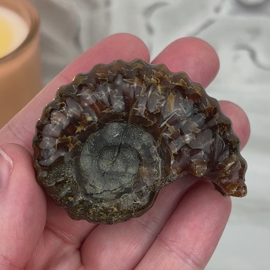 Douvilleiceras Ammonite Fossil with Pyrite from Madagascar