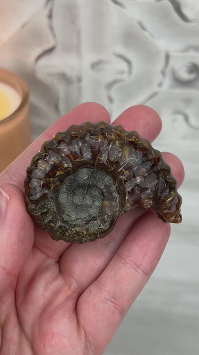 Douvilleiceras Ammonite Fossil with Pyrite from Madagascar
