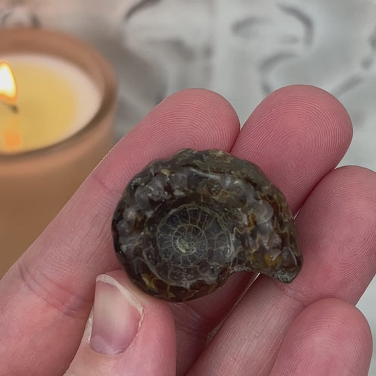 Douvilleiceras Ammonite Fossil with Pyrite from Madagascar