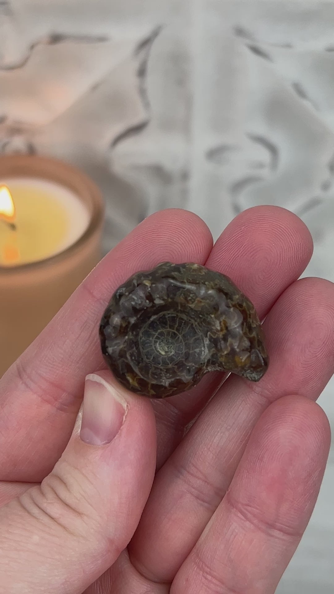 Douvilleiceras Ammonite Fossil with Pyrite from Madagascar