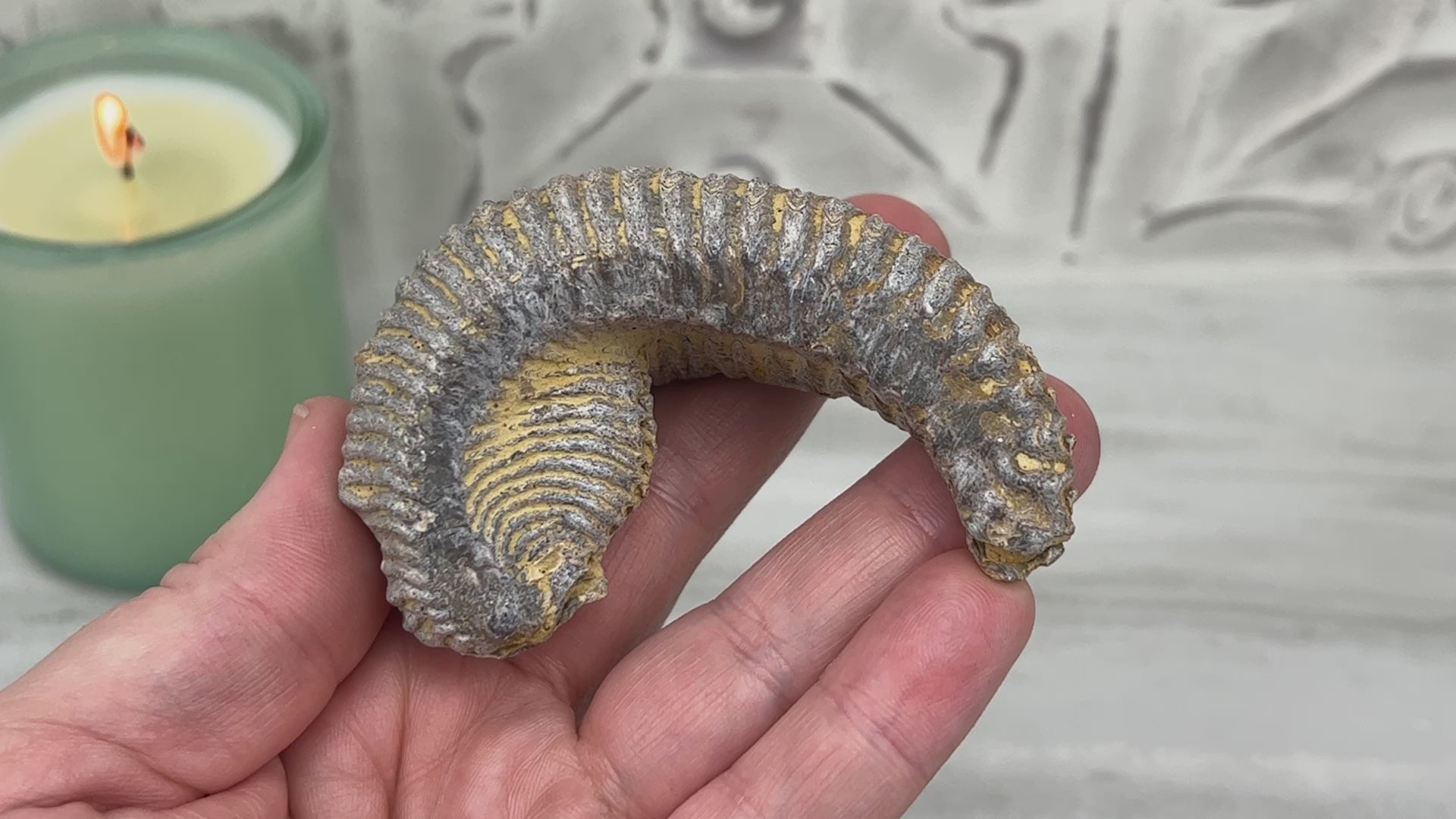 Rastellum ZigZag Oyster Fossil Specimen