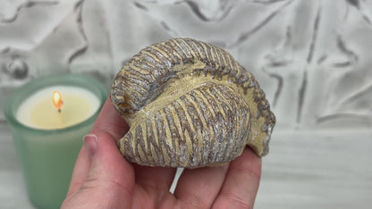 Rastellum ZigZag Oyster Fossil Specimen