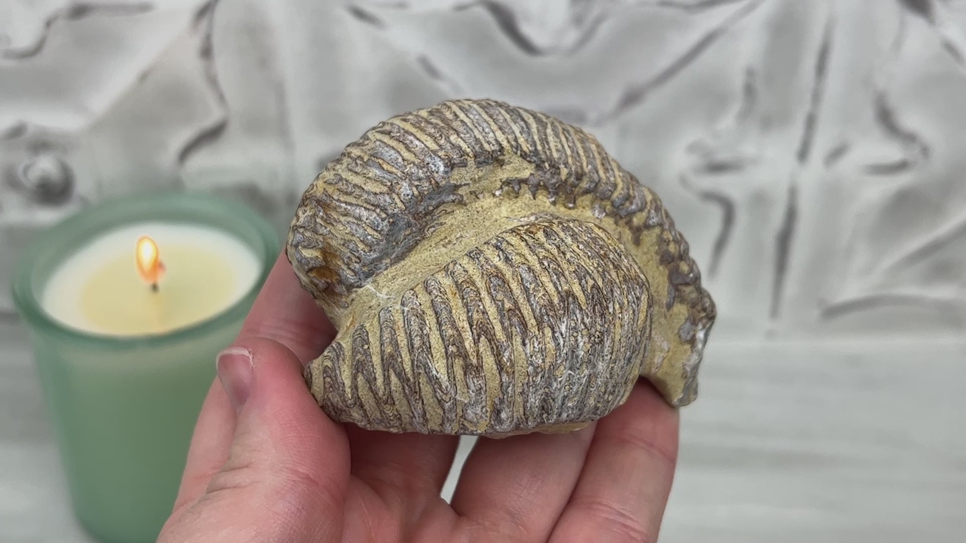 Rastellum ZigZag Oyster Fossil Specimen