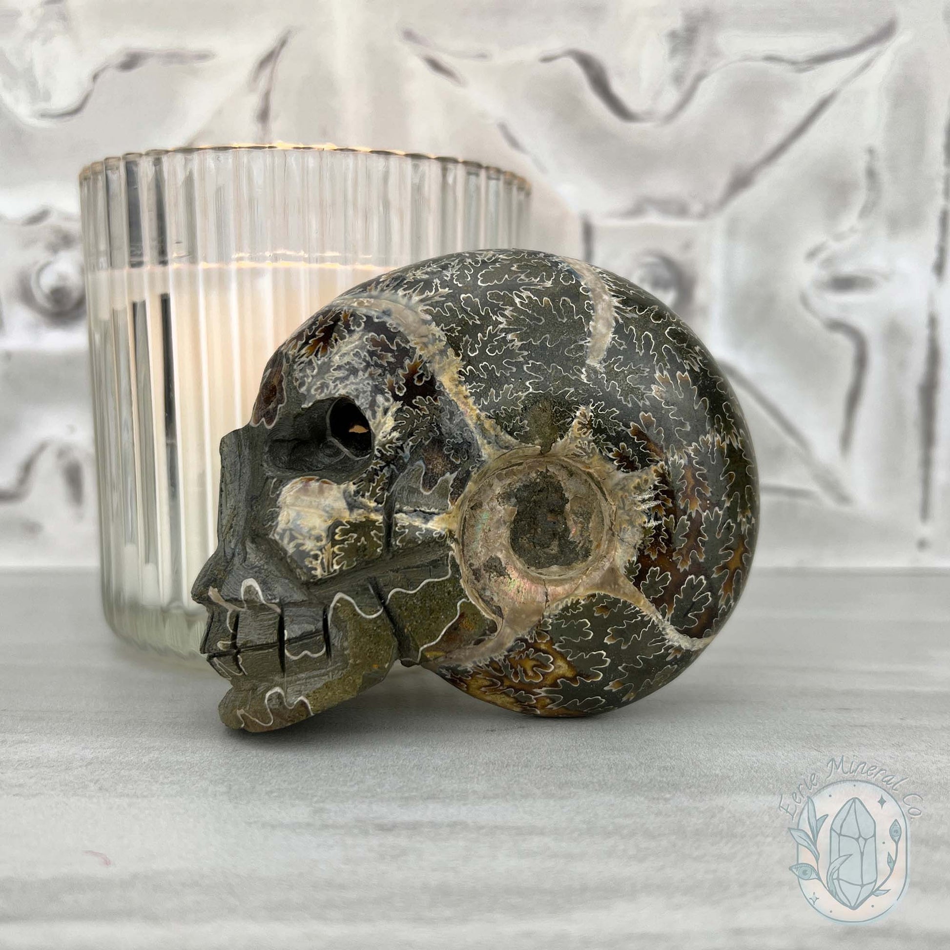 Polished Fossil Cleoniceras Ammonite Skull Carving Fossil