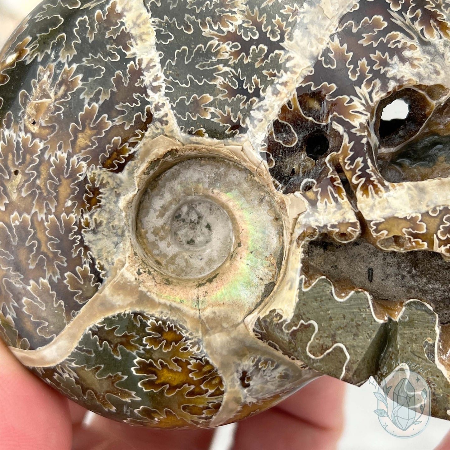 Polished Fossil Cleoniceras Ammonite Skull Carving Fossil