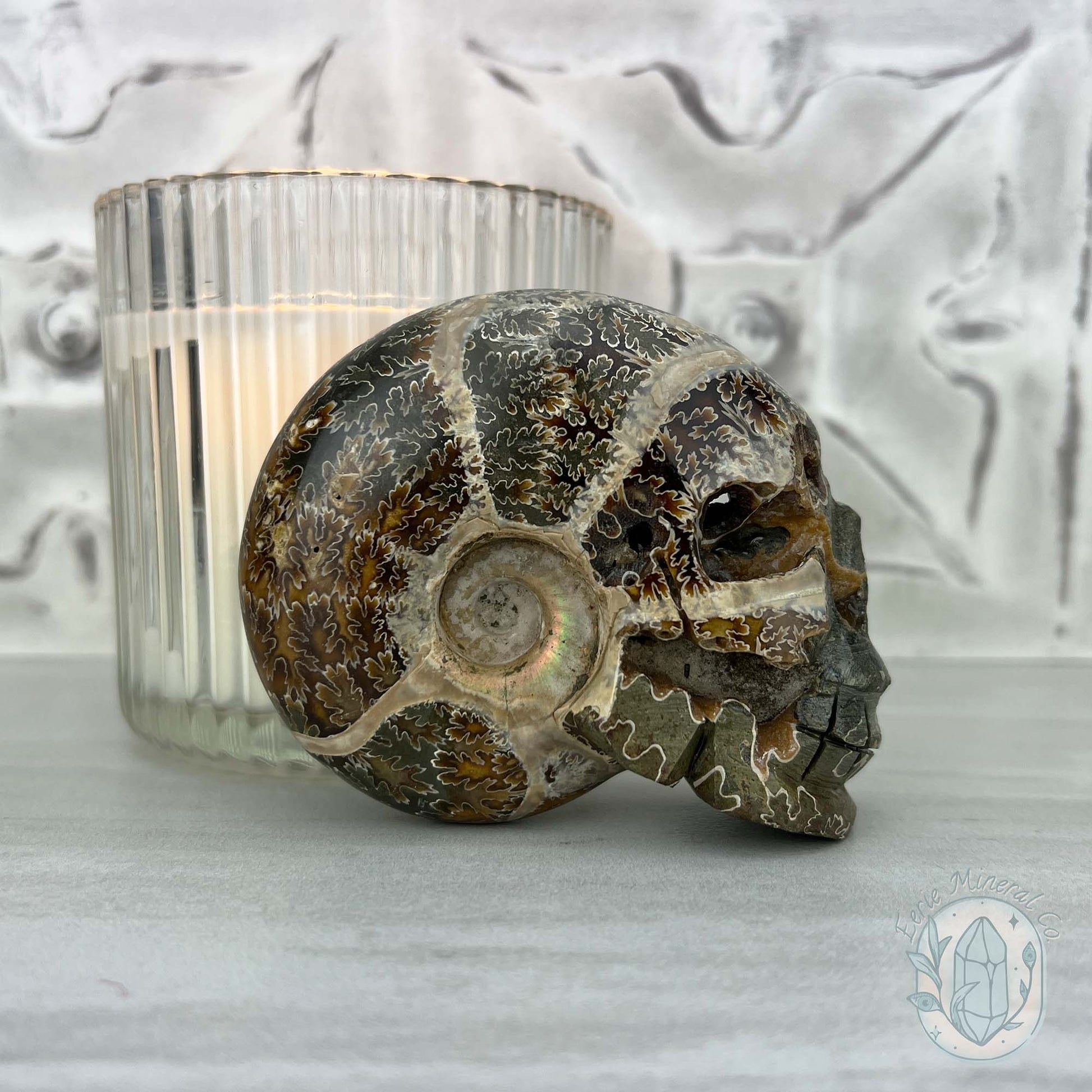 Polished Fossil Cleoniceras Ammonite Skull Carving Fossil