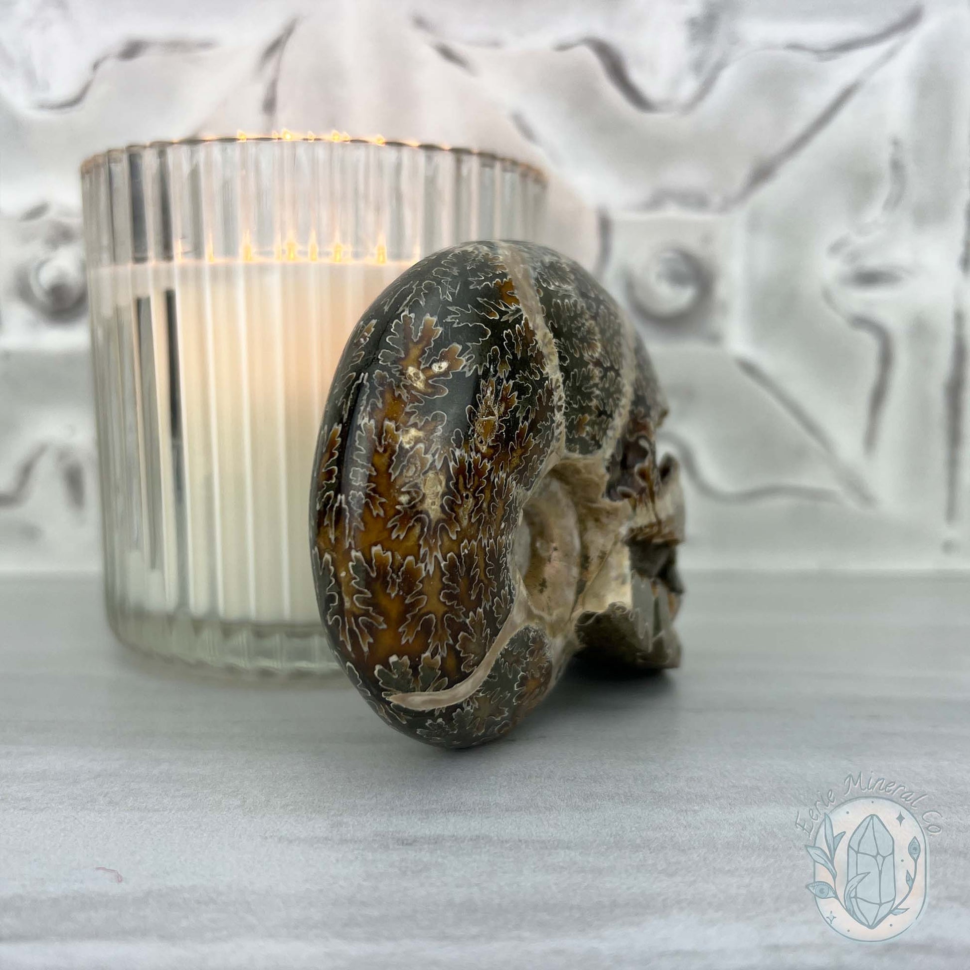 Polished Fossil Cleoniceras Ammonite Skull Carving Fossil